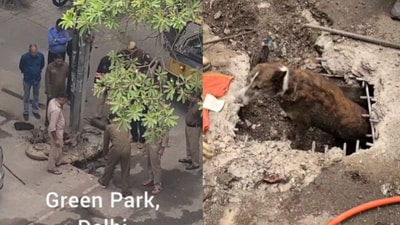 Snapshot of the dog being saved. (Instagram/@ Simanta V. Mahanta )