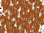 Brain Teaser: The bear is the same colour as this herd of reindeer. Can you find it? Brain Teaser: The bear is the same colour as this herd of reindeer. Can you find it?