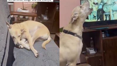 Snapshot of the dog singing. (Instagram/@sachkadwahai)