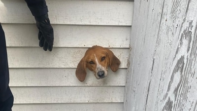 Dog stuck in a dryer vent. (Facebook/@sumterscpolice) Dog stuck in a dryer vent. (Facebook/@sumterscpolice)