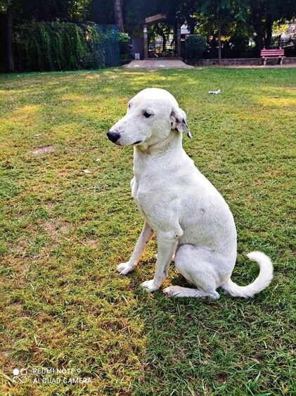 Snowy loves to play the good girl character with her humans, Snowy loves to play the good girl character with her humans,