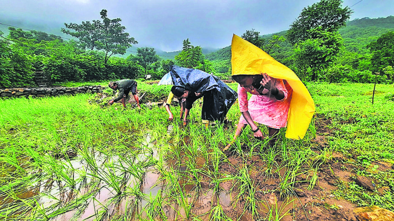 Procurement of rice by FCI fell in the last three years: Govt - Vimarsana News
