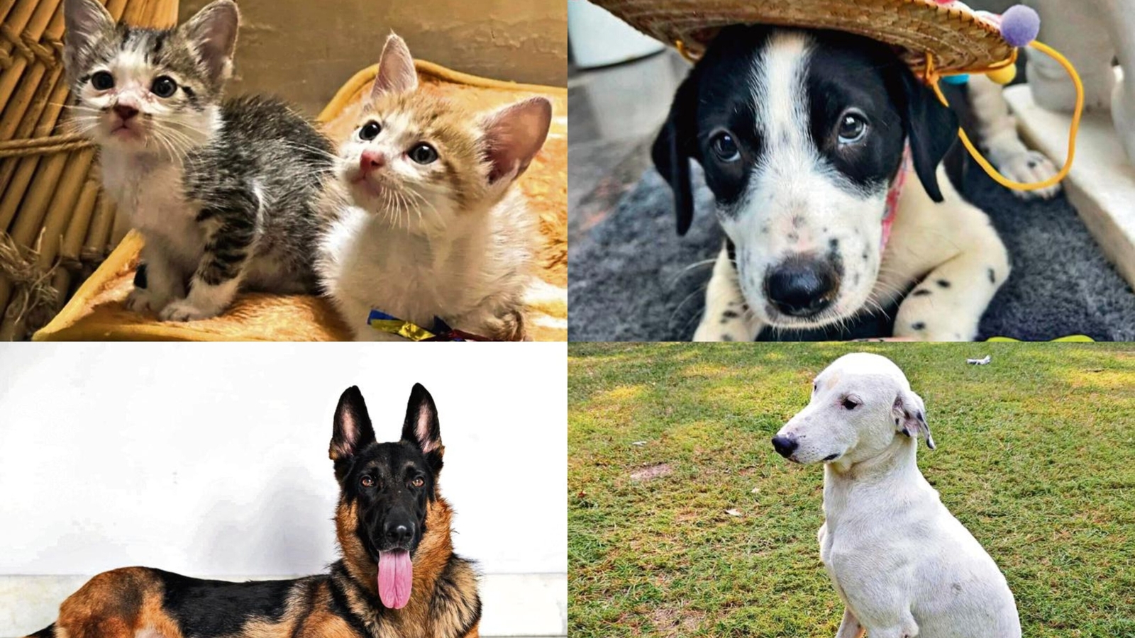 Adopt a Pet: Open your hearts and homes to these furry friends in NCR - Vimarsana News