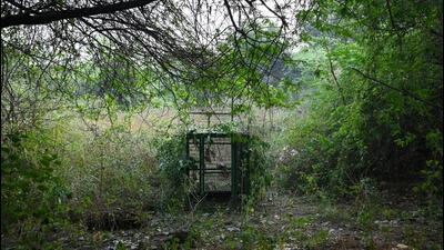 Delhi’s forest department officials have set up traps in Sainik Farms to rescue the leopard. (Sanchit Khanna/HT Photo) Delhi’s forest department officials have set up traps in Sainik Farms to rescue the leopard. (Sanchit Khanna/HT Photo)