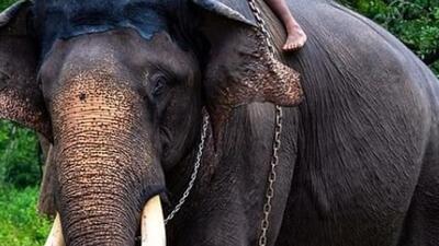 Officials said the electrocution of the elephant came to light on Wednesday as forest officials got the information that the accused landowner had buried the animal in his field by digging a pit. (HT Archives (for representation)) Officials said the electrocution of the elephant came to light on Wednesday as forest officials got the information that the accused landowner had buried the animal in his field by digging a pit. (HT Archives (for representation))