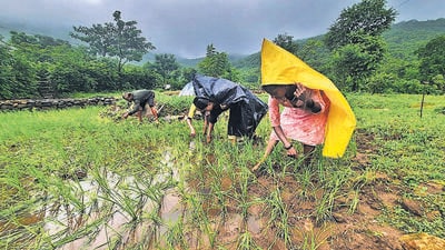 Procurement refers to the government’s purchases of rice from farmers at the floor or minimum support price. (HT file) Procurement refers to the government’s purchases of rice from farmers at the floor or minimum support price. (HT file)