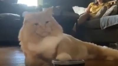 The image shows a cat sitting with an empty bowl. (Reddit/@SeeminglySusan) The image shows a cat sitting with an empty bowl. (Reddit/@SeeminglySusan)