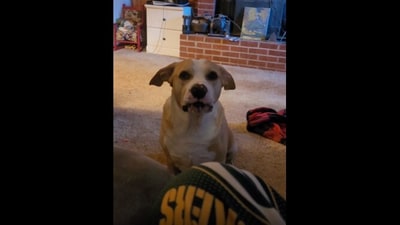 The image shows a dog staring at the camera. (Reddit/@morganalefaye125) The image shows a dog staring at the camera. (Reddit/@morganalefaye125)