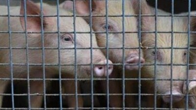 The contagious African Swine Fever (ASF) has been detected on pigs of Central Agricultural University (CAU) (Representative Photo) The contagious African Swine Fever (ASF) has been detected on pigs of Central Agricultural University (CAU) (Representative Photo)