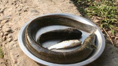 The rivers around Poona were home to eels. (Wikipedia) The rivers around Poona were home to eels. (Wikipedia)
