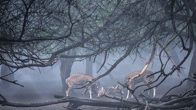 There are nearly 600 deer in the Hauz Khas Deer Park. (HT Photo) There are nearly 600 deer in the Hauz Khas Deer Park. (HT Photo)
