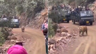 The image shows a tiger surrounded by tourists. (Screengrab) The image shows a tiger surrounded by tourists. (Screengrab)