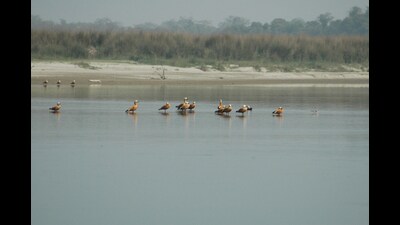 Winged guests throng Katarniaghat with onset of winter (HT photo)