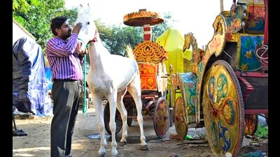 With only around 100 mares available in the city, the competition to have the age-old tradition of groom riding a mare into their ceremonies is more intense than ever. In order to secure the services of a mare for the ritual, people are offering three-to-four times the usual amount of money. (Manish/Ht) With only around 100 mares available in the city, the competition to have the age-old tradition of groom riding a mare into their ceremonies is more intense than ever. In order to secure the services of a mare for the ritual, people are offering three-to-four times the usual amount of money. (Manish/Ht)
