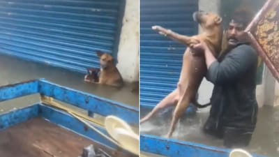 The image shows a man rescuing a dog stuck in floodwaters in Chennai. (X/@curse_introvert) The image shows a man rescuing a dog stuck in floodwaters in Chennai. (X/@curse_introvert)