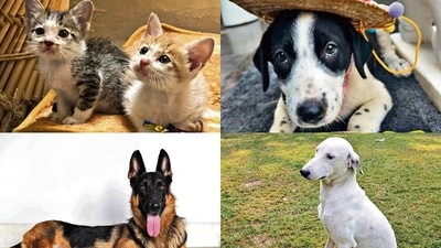 Meet the kittens and dogs that are waiting for pawsome parents to take them home! Meet the kittens and dogs that are waiting for pawsome parents to take them home!