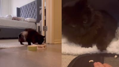The cat is now cancer free. The cat is now cancer free.