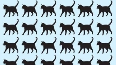 Brain Teaser: Can you find cats with only three legs? (X/@brixwe) Brain Teaser: Can you find cats with only three legs? (X/@brixwe)