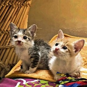 Shifu and Meo are brothers who are always together. Shifu and Meo are brothers who are always together.