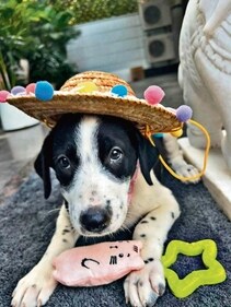 One of the doggos from the litter of seven brothers and sisters that are named after the days of the week. One of the doggos from the litter of seven brothers and sisters that are named after the days of the week.