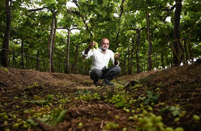 Farmer Ganesh Gaykhe at his damaged grape vineyard in Nashik district. (RAJU SHINDE/HT) Farmer Ganesh Gaykhe at his damaged grape vineyard in Nashik district. (RAJU SHINDE/HT)