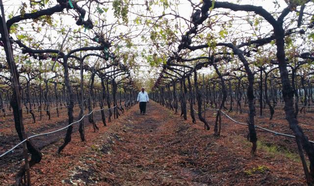 Vinayak Kushare walking in his vineyard at Piprirawal village in Nashik district. (RAJU SHINDE/HT) Vinayak Kushare walking in his vineyard at Piprirawal village in Nashik district. (RAJU SHINDE/HT)