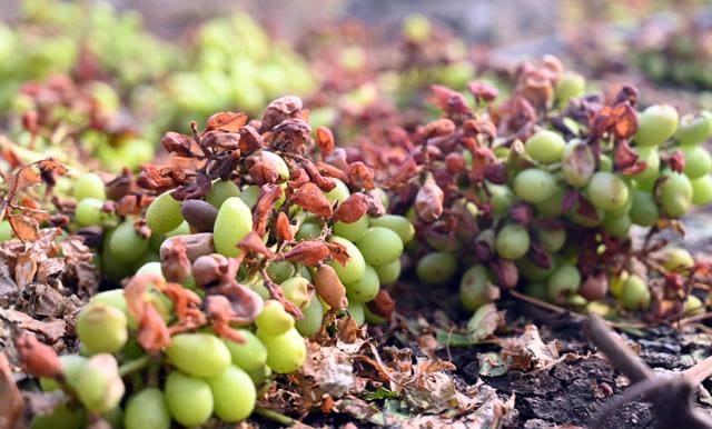 Grapes damaged by hailstorm in Nashik district. (RAJU SHINDE/HT) Grapes damaged by hailstorm in Nashik district. (RAJU SHINDE/HT)