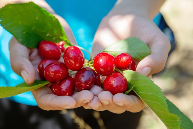 “The novel takes us to a cherry farm in America where a mother imparts her life history to her grown-up daughters, revealing the path that led her to her current situation.” (Shutterstock) “The novel takes us to a cherry farm in America where a mother imparts her life history to her grown-up daughters, revealing the path that led her to her current situation.” (Shutterstock)