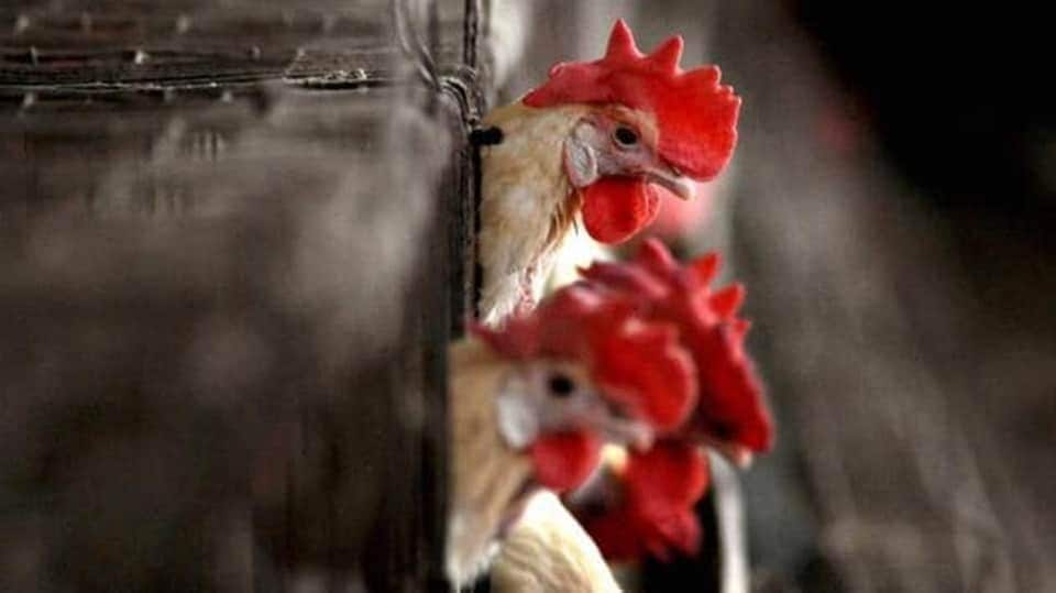 France Bird Flu: The virus generally occurs among wild aquatic birds and can infect domestic poultry, other birds, and animals. (PTI)