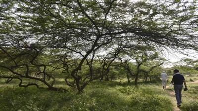 Asola Bhatti Wildlife Sanctuary. (HT PHOTO) Asola Bhatti Wildlife Sanctuary. (HT PHOTO)