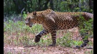 Leopard (PTI) Leopard (PTI)