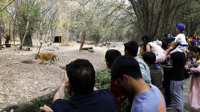 The allegations included: incorrect release and relocation of 612 wild animals (birds, mammals, and reptiles) from their home range; mistreatment of schedule 1 and 2 category animals including snakes, Chausinga, etc.; not keeping records and data evidence of 328 animals who have died/ passed away at the centre etc. (HT FILE PHOTO) The allegations included: incorrect release and relocation of 612 wild animals (birds, mammals, and reptiles) from their home range; mistreatment of schedule 1 and 2 category animals including snakes, Chausinga, etc.; not keeping records and data evidence of 328 animals who have died/ passed away at the centre etc. (HT FILE PHOTO)