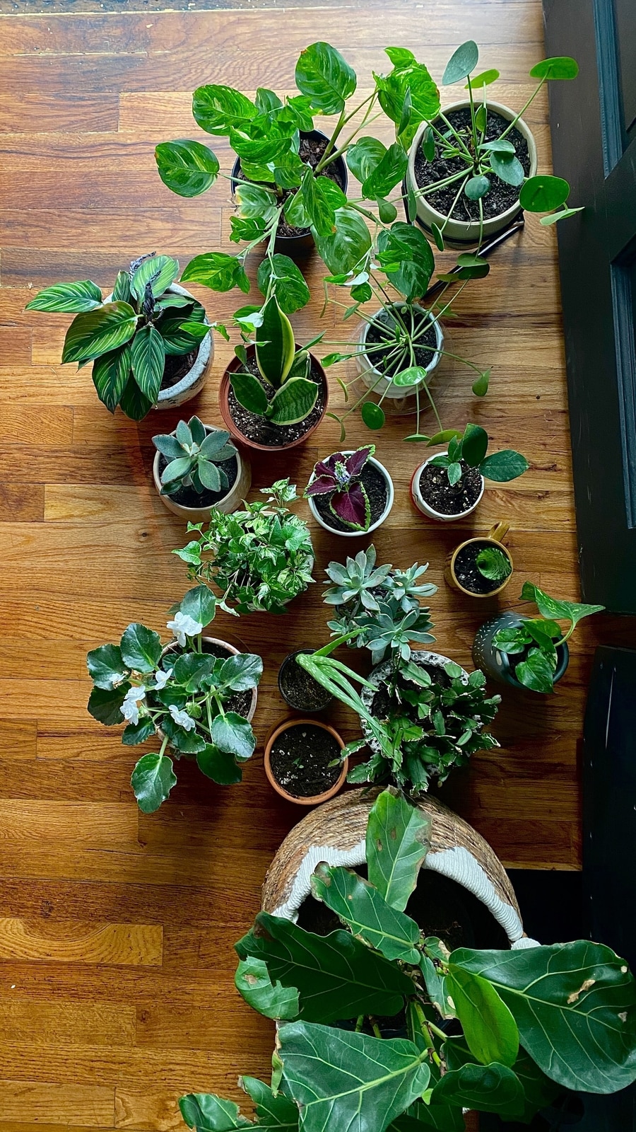 plants_indoors