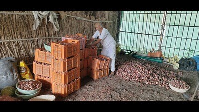The auctioning of onions at various Agriculture Produce Market Committees (APMCs), including one at Lasalgaon in Nashik district, was stopped. (HT FILE) The auctioning of onions at various Agriculture Produce Market Committees (APMCs), including one at Lasalgaon in Nashik district, was stopped. (HT FILE)