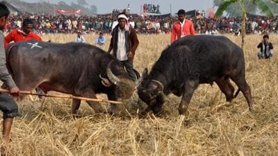The government said the SOP will aim to ensure that there was no deliberate torture or cruelty on the animals (X/eclectictweets)