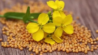 5. Mustard seeds: Mustard seeds has a powerful and pungent flavour and can help boost metabolism, thus aiding in burning calories. (depositphoto) 5. Mustard seeds: Mustard seeds has a powerful and pungent flavour and can help boost metabolism, thus aiding in burning calories. (depositphoto)