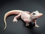 This photo provided by Gatorland shows a white-skinned, leucistic alligator.(AP)