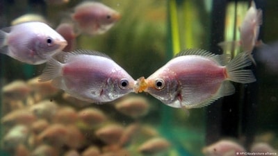 Fasting is more beneficial for younger killifish, researchers found. (HPIC/dpa/picture-alliance) Fasting is more beneficial for younger killifish, researchers found. (HPIC/dpa/picture-alliance)