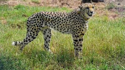 Cheetahs once freely roamed the Banni grasslands in Gujarat but became extinct in the wild within the state. (Representative Image) Cheetahs once freely roamed the Banni grasslands in Gujarat but became extinct in the wild within the state. (Representative Image)