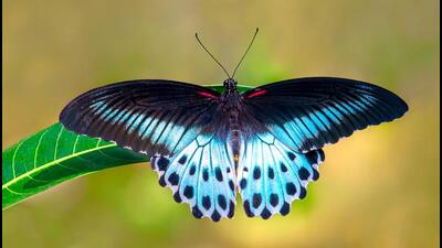 Forest department officials, voluntary conservationists and researchers have initiated a three-stage butterfly survey at Sahyadri Tiger Reserve. (HT) Forest department officials, voluntary conservationists and researchers have initiated a three-stage butterfly survey at Sahyadri Tiger Reserve. (HT)