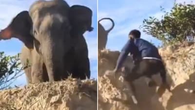 The image shows a man trying to scare an elephant with a slipper. (X/@ParveenKaswan) The image shows a man trying to scare an elephant with a slipper. (X/@ParveenKaswan)