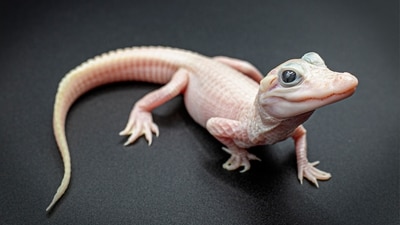 This photo provided by Gatorland shows a white-skinned, leucistic alligator. (AP) This photo provided by Gatorland shows a white-skinned, leucistic alligator. (AP)