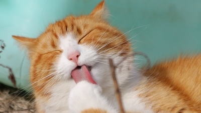 Cats are known for their independent and affectionate nature, but there are also responsibilities and considerations that come with having a feline companion. (Pexels) Cats are known for their independent and affectionate nature, but there are also responsibilities and considerations that come with having a feline companion. (Pexels)