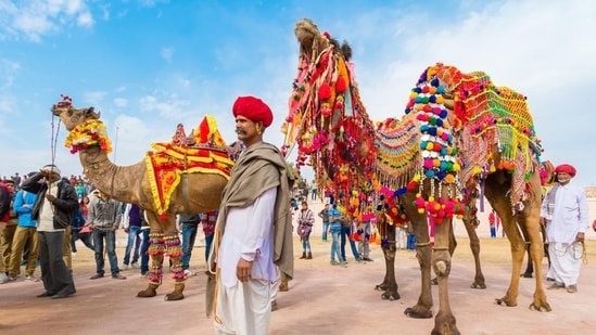 Bikaner Camel Festival, Rajasthan: Organized by the state's Tourism Department, this festival is a tribute to camels, crucial animals in the desert. Attendees can engage in various events including races, beauty contests, and even camel dances. The festival is set to kick off on January 13, 2024, and will continue until January 15, 2024.&nbsp;(Shutterstock)