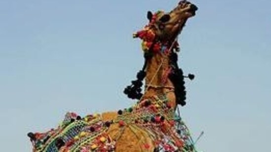 Nagaur Cattle Fair, Rajasthan: People gather to trade decorated animals like bullocks, camels, and horses at this fair. Owners wear colorful turbans, making it a lively event. The fair happens every year between January and February and includes the trading of not just animals but also sheep, horses, and even spices.(HT Photo/Manoj Dhaka)