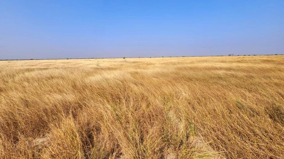 Banni grasslands along with the Kachchh Desert Sanctuary, cover approximately 5,000 km² area in the Kachchh district of north-western Gujarat. Banni grasslands along with the Kachchh Desert Sanctuary, cover approximately 5,000 km² area in the Kachchh district of north-western Gujarat.