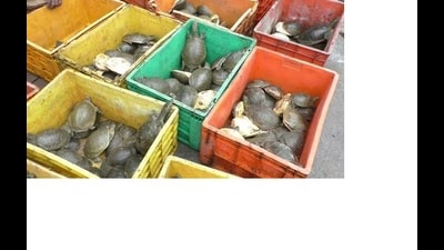 11 species of turtles found in Uttar Pradesh are rare and are in great demand in West Bengal and eastern states. (File photo for representation only) 11 species of turtles found in Uttar Pradesh are rare and are in great demand in West Bengal and eastern states. (File photo for representation only)