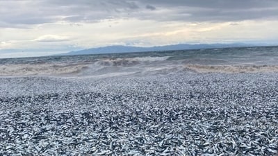 Thousands of dead fish washed ashore in Hakodate on Japan's northernmost main island of Hokkaido on Thursday morning. (X(formerly Twitter)) Thousands of dead fish washed ashore in Hakodate on Japan's northernmost main island of Hokkaido on Thursday morning. (X(formerly Twitter))