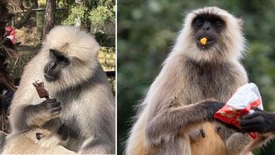 Kasauli langurs relish a snatched chocobar and chips. (PHOTOS: DR RAJIV NARWAL) Kasauli langurs relish a snatched chocobar and chips. (PHOTOS: DR RAJIV NARWAL)