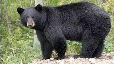 The wild bear also attacked two villagers in Odisha’s Nabarangpur district. (File)